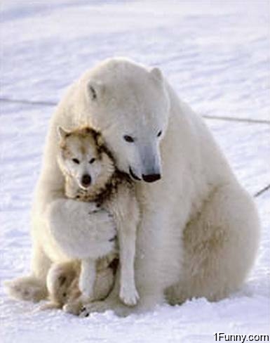 polar-bear-hugging-dog.jpg