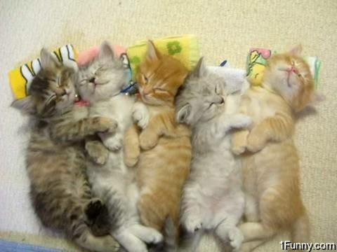 kittens. Sleeping Kittens, 9.2 out of