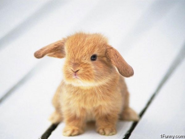 cute pictures of bunnies. Cute Bunny
