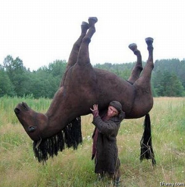 Funny Pictures Horses. Lift a Horse, 5.9 out of 10