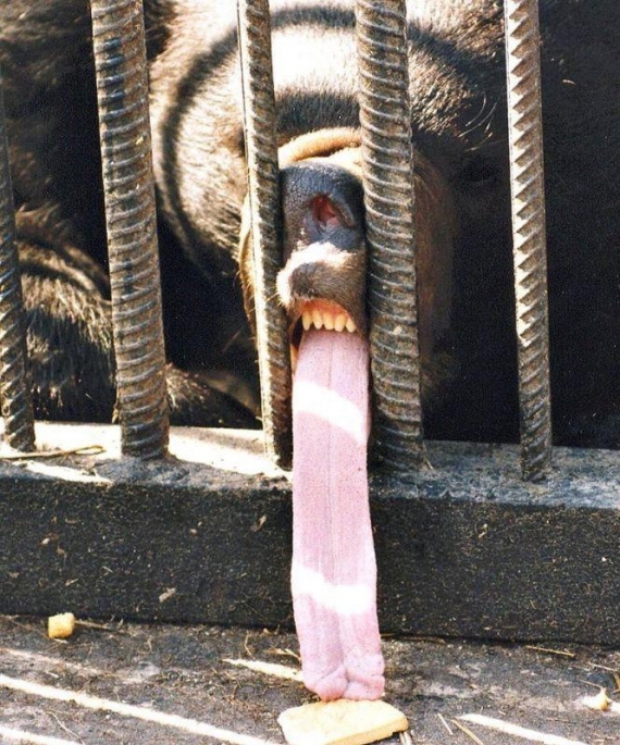 long-tongue-bear.jpg