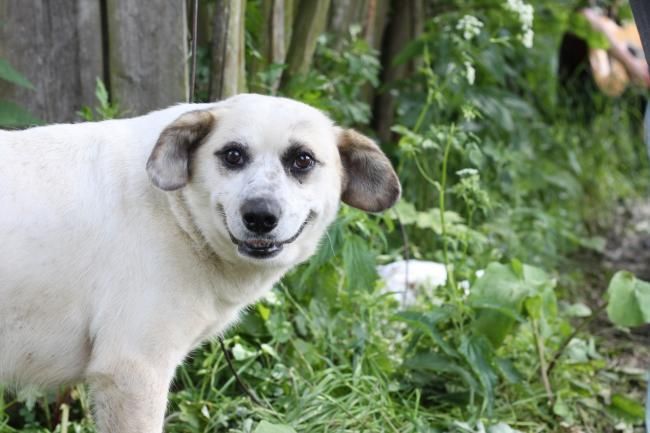 smiling-dog.jpg