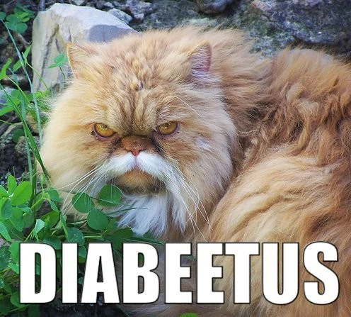 [Image: diabeetus-cat.jpg]