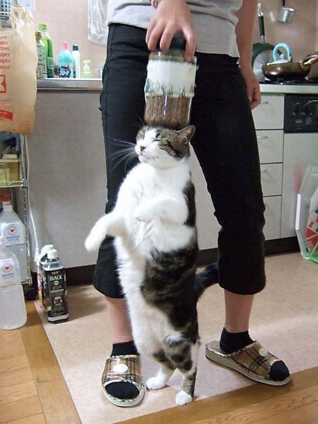 Cat Jar Holder