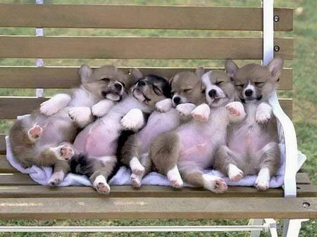 Puppies Sleeping on a Bench, 9.6 out of 10 based on 117 ratings