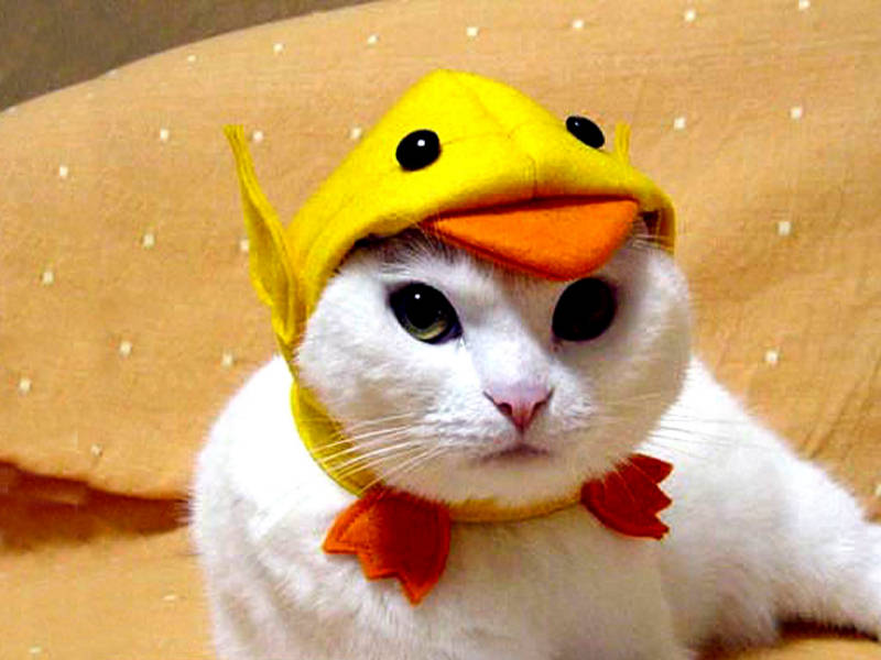 cute kitten wallpaper. Cute amp; Funny Pet Costumes