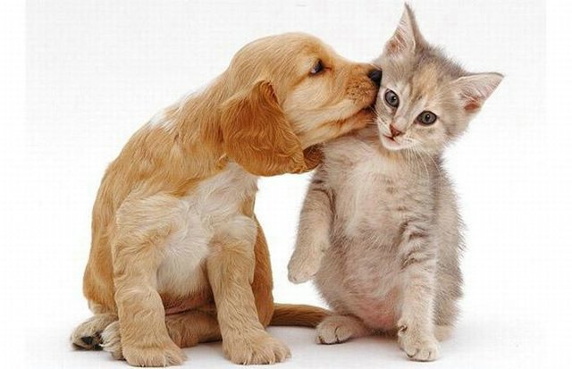 Pics Of Puppies And Kittens Together. Cutest puppy playing ruff with