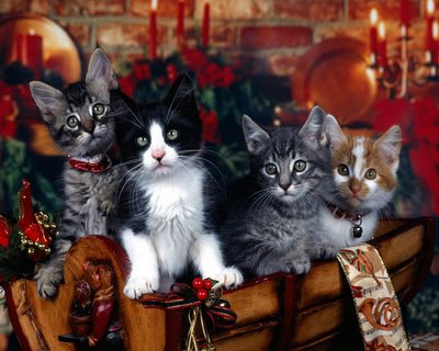 wallpapers cat. christmas-cat-wallpapers