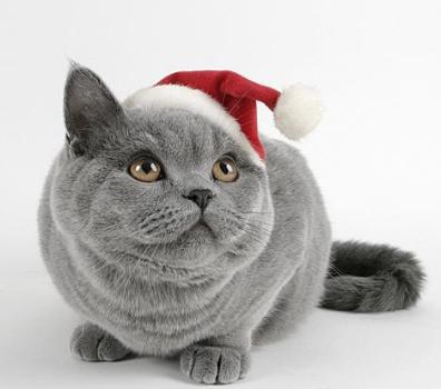 cats funny. christmas-funny-cat