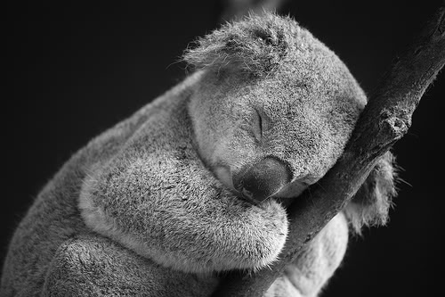 http://1funny.com/wp-content/uploads/2010/01/baby_koala.jpg