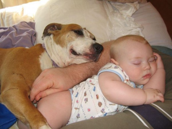 funny pictures of babies sleeping. Dog Sleeping with Baby