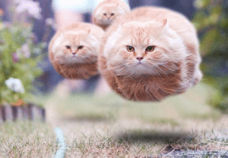 Hover Cats