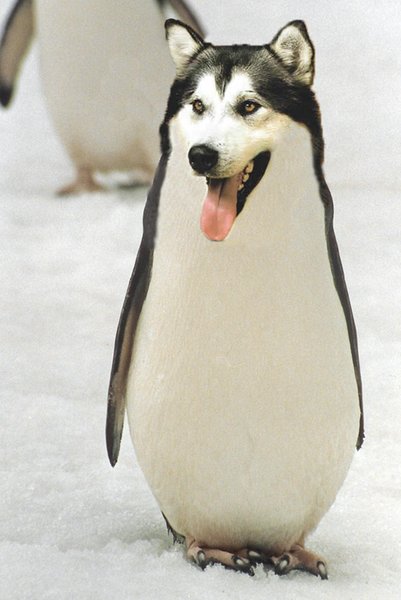 wolf-penguin.jpg