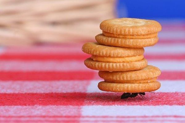 ant-cookies.jpg