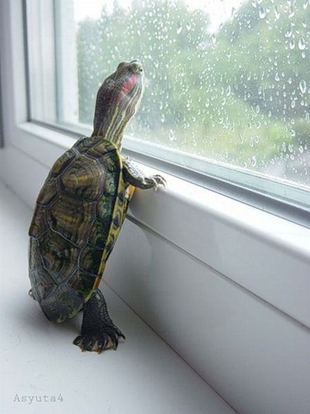 turtle-window.jpg