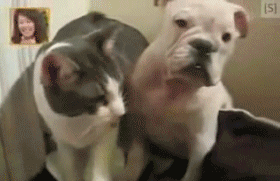 cat-punches-dog