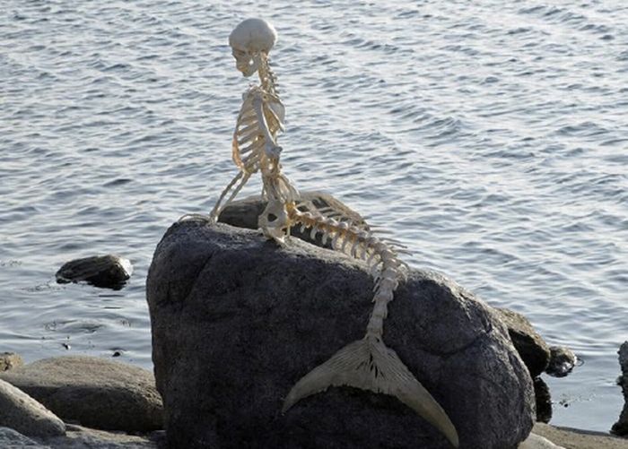 Mermaid Skeleton  1Funny.com