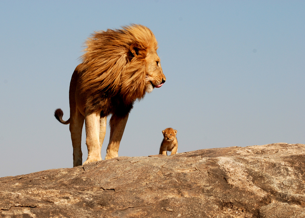 The Real Lion King – 1Funny.com