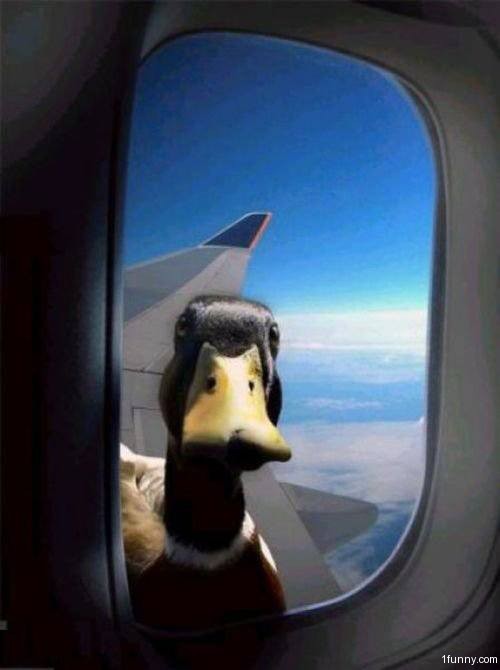duck-in-window.jpg