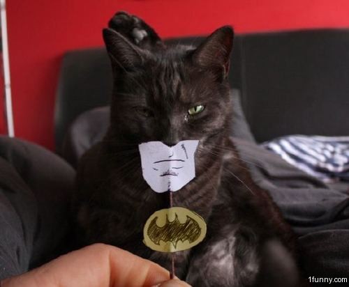 [Image: batman-cat-costume.jpg]