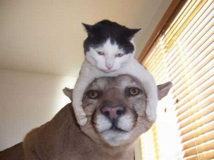 cats hat