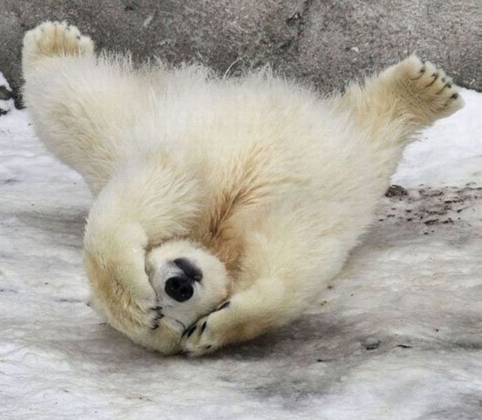 fallen-polar-bear.jpg