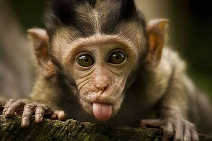 monkey-tongue.jpg