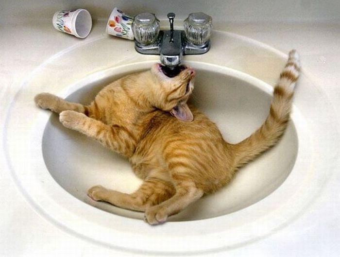 thirsty-cat.jpg
