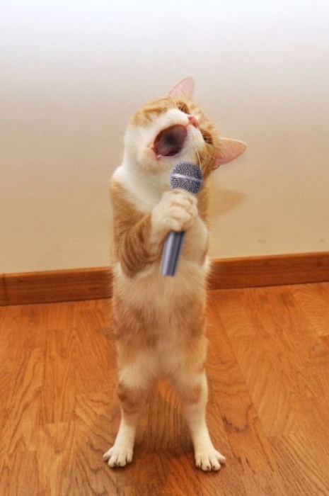 cat karaoke