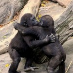 Chimps Kissing