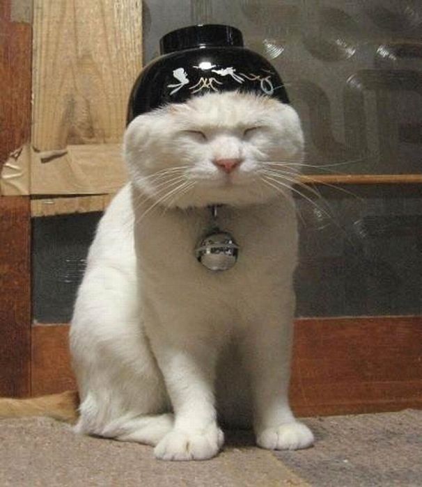 cat in hat fish bowl. Bowl Hat Cat