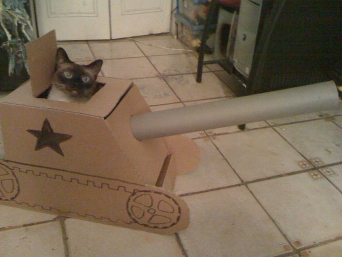 cat-tank.jpg
