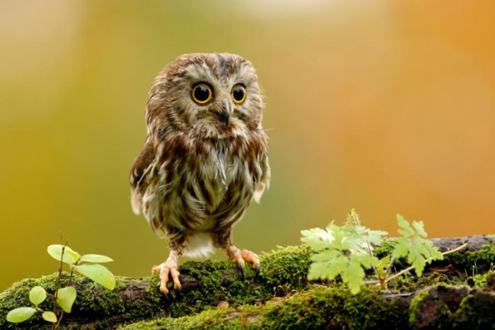 Cute Baby Owl – 1Funny.com