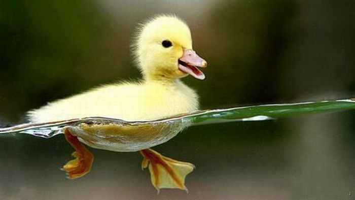 Cute Animals Duck