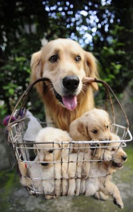 basket-of-puppies.jpg