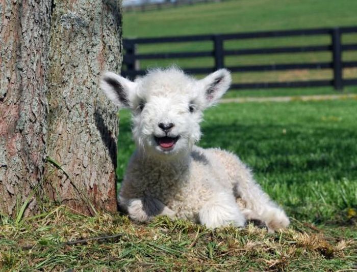 cute-lamb.jpg