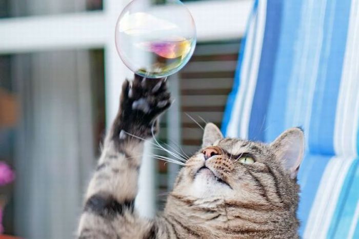 cat in bubble