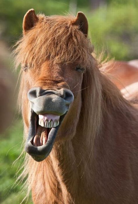 horse-laugh