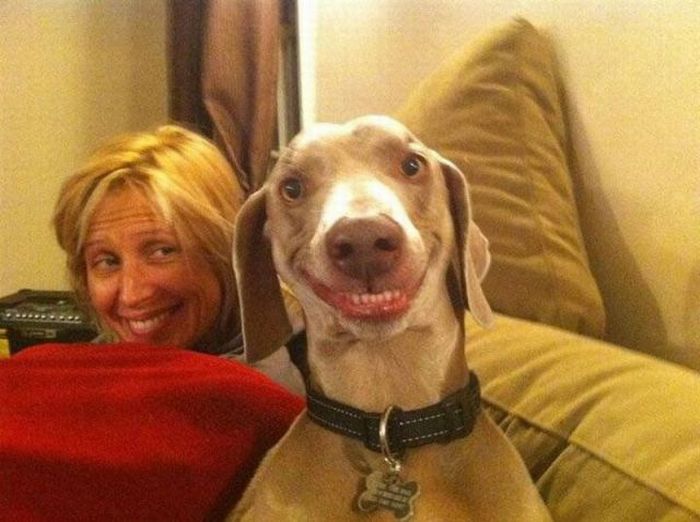 http://1funny.com/wp-content/uploads/2011/06/smiling-dog.jpg