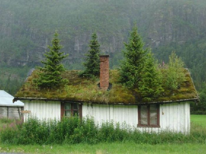 Trees on Roof – 1Funny.com