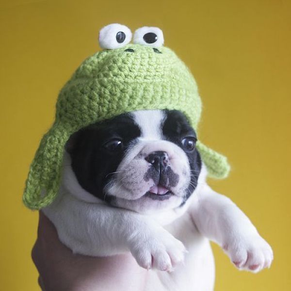 http://1funny.com/wp-content/uploads/2011/08/puppy-hat.jpg