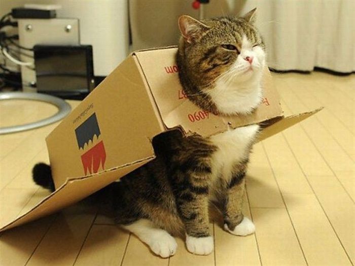 cat-box.jpg