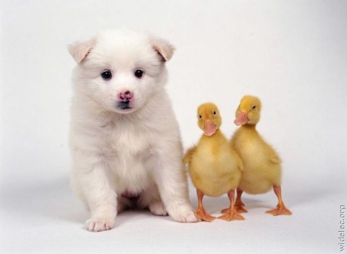 Puppy And Duckling