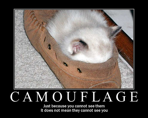 funny_cat_pictures_003