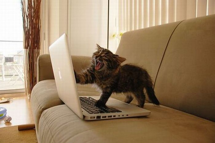 laptop-cat.jpg