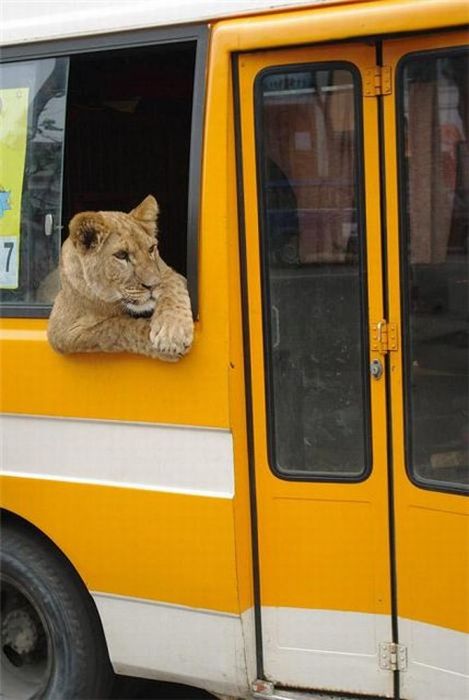 lion-bus.jpg