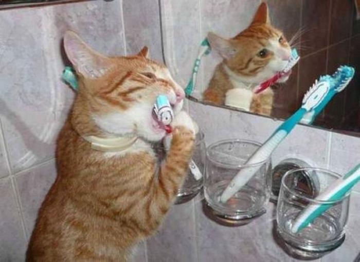 Cat Brushing Teeth 2