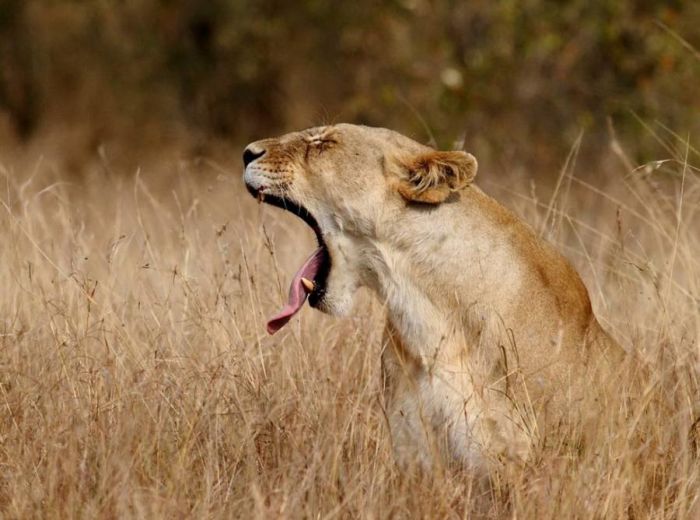 Yawn Lion