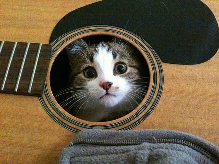 http://1funny.com/wp-content/uploads/2012/01/cat-guitar.jpg