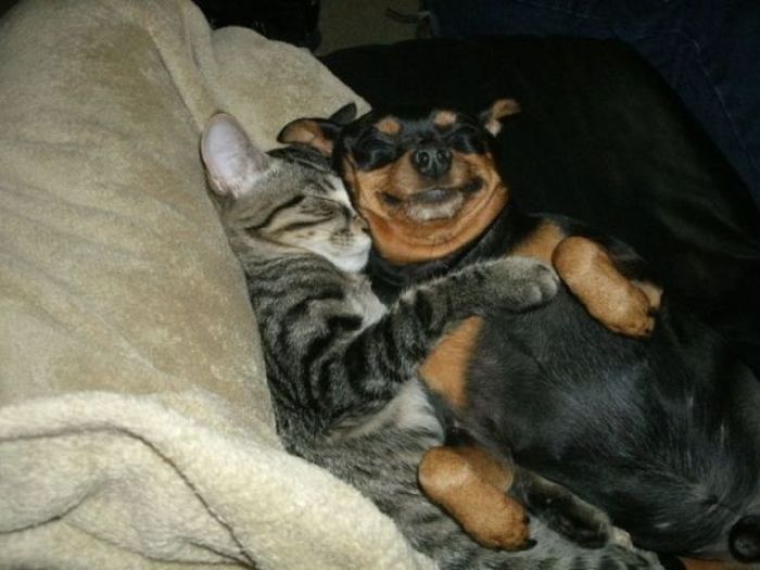 Dogs Hugging Cats